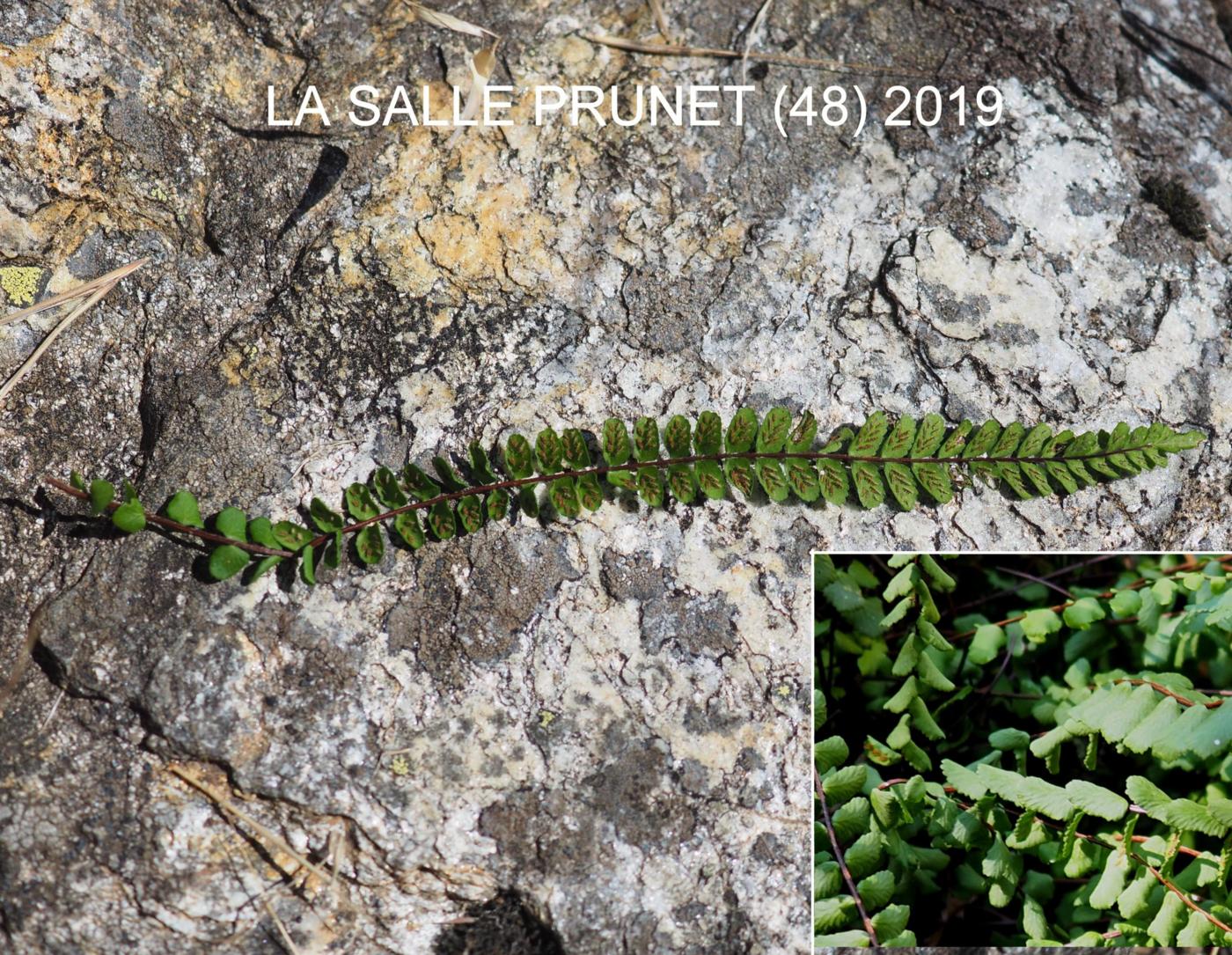 Spleenwort, Maidenhair leaf